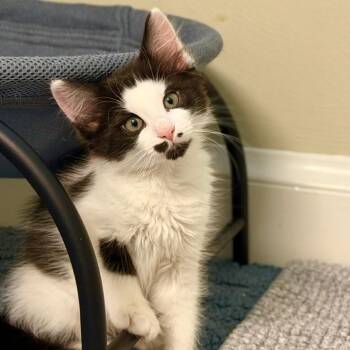 Domestic Medium Hair Cats Available for Adoption in Chesapeake, Virginia - Pixel | PetCurious
