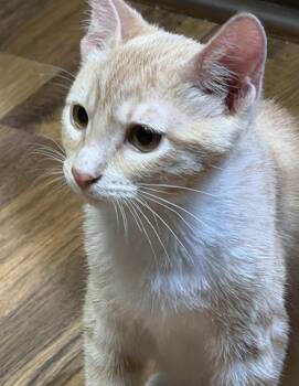 Golden INDOOR ONLY -  Domestic Short Hair Cat for Adoption in Stockton, California - Golden INDOOR ONLY | PetCurious
