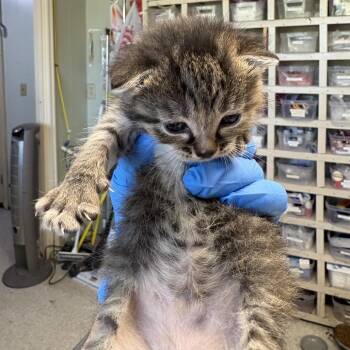 Pecan Pie -  Domestic Short Hair Cat for Adoption in Mt. Juliet, Tennessee - Pecan Pie | PetCurious