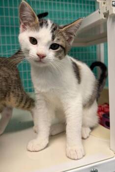 26-18 Rook -  Domestic Short Hair Cat for Adoption in St. Helens, Oregon - 26-18 Rook | PetCurious