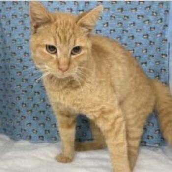 Domestic Short Hair Cats Available for Adoption - Oak | PetCurious