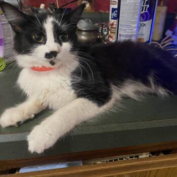 Fuzzbutt C15 -  Domestic Medium Hair Cat for Adoption in Russellville, Kentucky - Fuzzbutt C15 | PetCurious