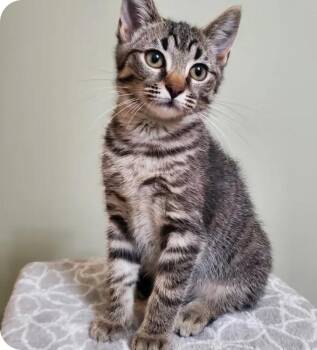 Ruby -  Domestic Short Hair Cat for Adoption in Reeseville, Wisconsin - Ruby | PetCurious