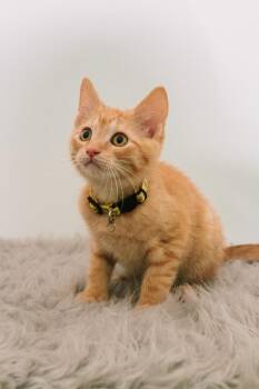 Rescue Tabby Cats for Adoption in Pasadena, Texas - Cornflakes | PetCurious