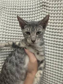 Jones -  Domestic Short Hair Cat for Adoption in Honolulu, Hawaii - Jones | PetCurious