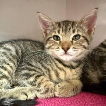 Minnow (lilac collar) -  Domestic Short Hair Cat for Adoption in Redwood City, California - Minnow (lilac Collar) | PetCurious