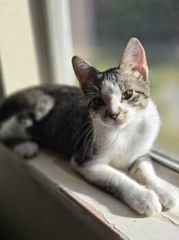 Rescue Domestic Short Hair Cats for Adoption in Houston, Texas - Charolais FOSTER | PetCurious