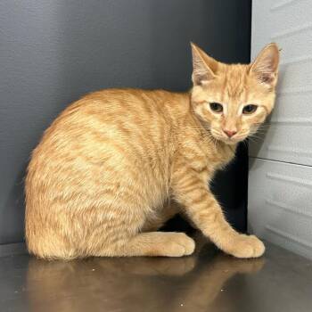 Tally Ho -  American Shorthair Cat for Adoption in Livingston, Texas - Tally Ho | PetCurious