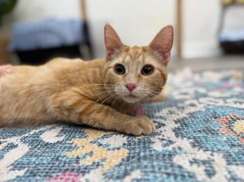 Domestic Short Hair and Tabby Cats Available for Adoption in Friendswood, Texas - Kimmie Clementine | PetCurious