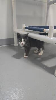 Rescue Domestic Short Hair Cats for Adoption in Iowa Falls, Iowa - Gordy | PetCurious