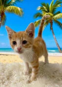 Crackle -  Domestic Short Hair Cat for Adoption in Tehachapi, California - Crackle | PetCurious