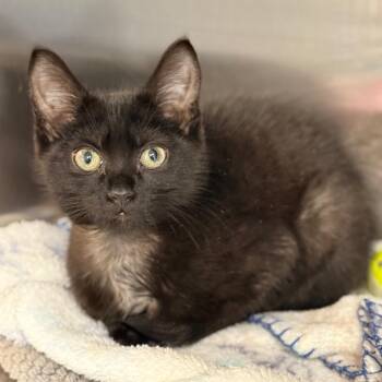 Soot -  Domestic Short Hair Cat for Adoption in Cumming, Georgia - Soot | PetCurious