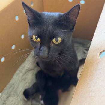 Peanut Butter Cup -  Domestic Short Hair Cat for Adoption in Austin, Texas - Peanut Butter Cup | PetCurious