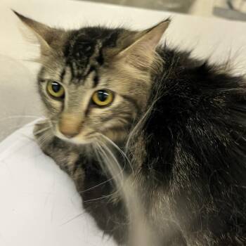 Domestic Long Hair Cats Available for Adoption in Manhattan, Kansas - Zimbo | PetCurious