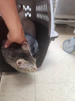 Mini Man -  Domestic Short Hair Cat for Adoption in Mocksville, North Carolina - Mini Man | PetCurious