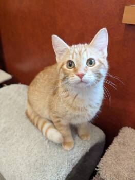 Tobiko -  Domestic Short Hair Cat for Adoption in Rochester, Minnesota - Tobiko | PetCurious