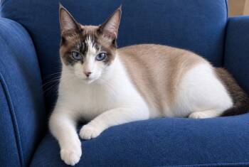 Skylar -  Domestic Short Hair and Siamese Cat for Adoption in Treasure Island, Florida - Skylar | PetCurious