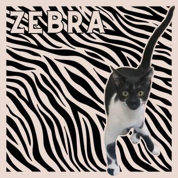 Zebra -  Domestic Short Hair Cat for Adoption in Aransas Pass, Texas - Zebra | PetCurious