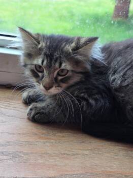 Maverick -  Domestic Long Hair and Tabby Cat for Adoption in Zimmerman, Minnesota - Maverick | PetCurious