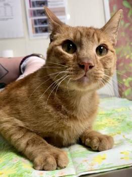 Domestic Short Hair Cats Available for Adoption in San Antonio, Texas - Simba | PetCurious