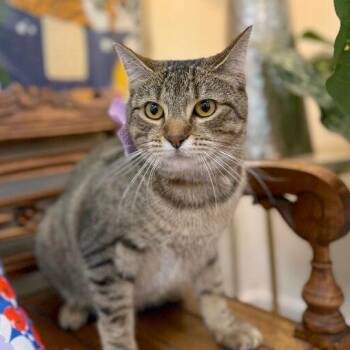 Camie the Gentle Gal -  Tabby and Domestic Short Hair Cat for Adoption in Friendswood, Texas - Camie The Gentle Gal | PetCurious