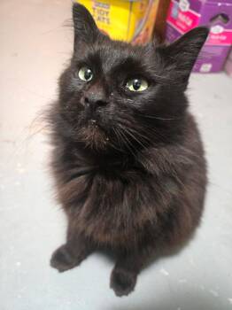 Domestic Long Hair Cats Available for Adoption - Wilma | PetCurious