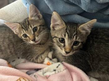 Pawbert -  Domestic Short Hair Cat for Adoption in St. Cloud, Florida - Pawbert | PetCurious