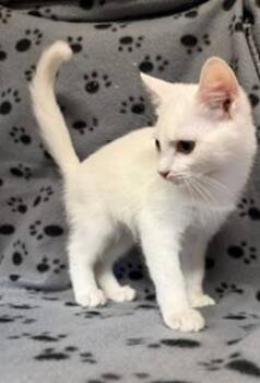 Phoenix -  Domestic Short Hair Cat for Adoption in Lemoyne, Pennsylvania - Phoenix | PetCurious