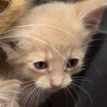 Casey -  Domestic Short Hair Cat for Adoption in Leander, Texas - Casey | PetCurious