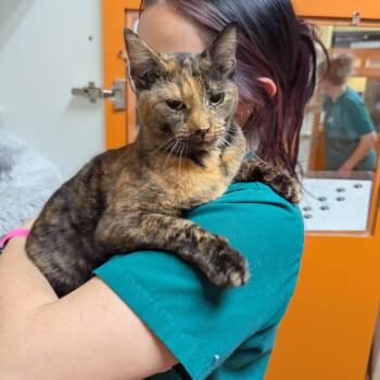 Rescue Domestic Short Hair Cats for Adoption in Accident, Maryland - Zahara | PetCurious