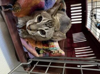 Gabby & Smooch -  Domestic Short Hair Cat for Adoption in Courtenay, British Columbia - Gabby & Smooch | PetCurious