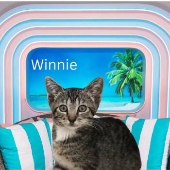 Rescue Tabby Cats for Adoption in Redmond, Washington - Winnie - Female Tabby Kitten | PetCurious