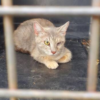 BRAZ-Stray-137477 -  Domestic Medium Hair Cat for Adoption in Lake Jackson, Texas - BRAZ-Stray-137477 | PetCurious