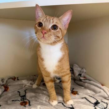 Beans -  Domestic Medium Hair Cat for Adoption in Cody, Wyoming - Beans | PetCurious
