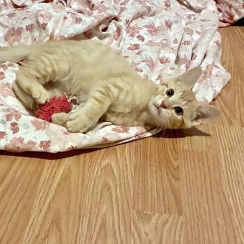 Merry -  Domestic Short Hair Cat for Adoption in Philadelphia, Pennsylvania - Merry | PetCurious