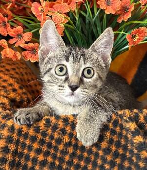 5/1/26 Hattie -  Domestic Short Hair Cat for Adoption in Stillwater, Oklahoma - 5/1/26 Hattie | PetCurious