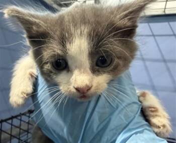 MARIPOSA -  Domestic Short Hair Cat for Adoption in San Bernardino, California - MARIPOSA | PetCurious