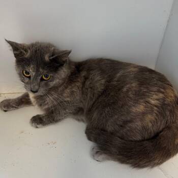 Domestic Short Hair Cats Available for Adoption - Cinnamon Bun | PetCurious