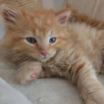 Azkaban -  Domestic Long Hair Cat for Adoption in Bristol, Indiana - Azkaban | PetCurious