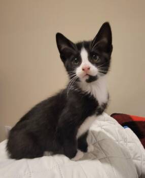 Spike in foster care (must be adopted w/ a sibling) -  Domestic Short Hair Cat for Adoption in Ellicott City, Maryland - Spike In Foster Care (must Be Adopted W/ A Sibling) | PetCurious
