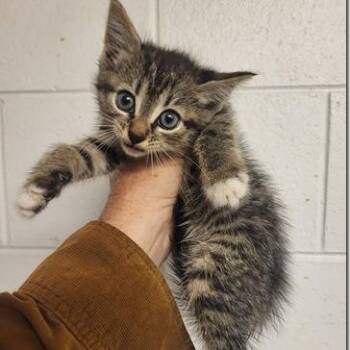 Blazer -  Domestic Short Hair Cat for Adoption in Charlottesville, Virginia - Blazer | PetCurious