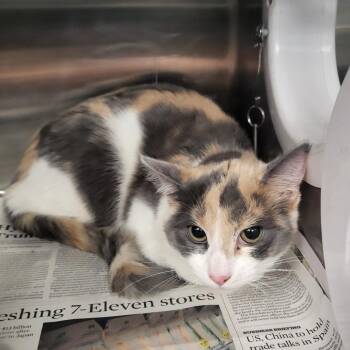 Domestic Short Hair Cats Available for Adoption - Sara | PetCurious