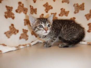 PRINCESS HOTDOG -  Domestic Short Hair Cat for Adoption in San Jose, California - PRINCESS HOTDOG | PetCurious