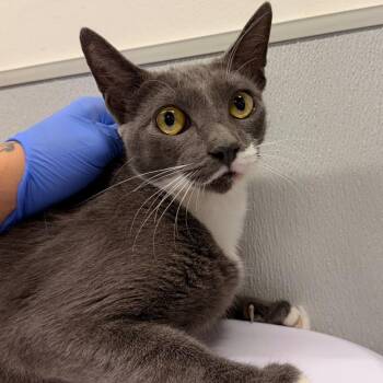 Bonnie -  Domestic Short Hair Cat for Adoption in Tampa, Florida - Bonnie | PetCurious