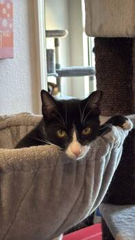 Domestic Short Hair Cats Available for Adoption - Spritz | PetCurious