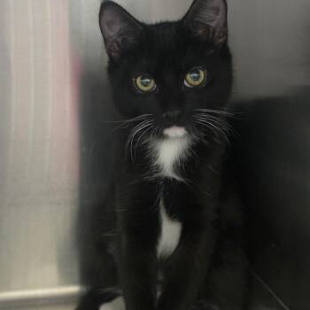 Marie -  Domestic Short Hair Cat for Adoption in Las Vegas, Nevada - Marie | PetCurious
