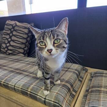 Rescue Domestic Short Hair Cats for Adoption in Las Vegas, Nevada - Xena | PetCurious