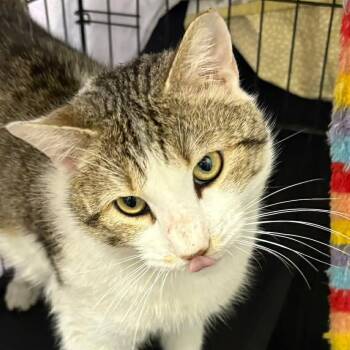 Domestic Short Hair Cats Available for Adoption in Washington, District Of Columbia - Lazer | PetCurious