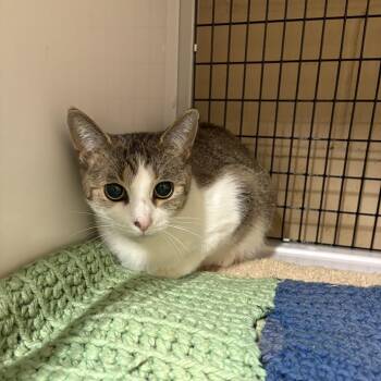 Domestic Long Hair Cats Available for Adoption in Pinellas Park, Florida - Millie | PetCurious