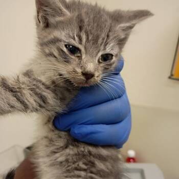 Domestic Short Hair Cats Available for Adoption in Roanoke, Virginia - Chamomile | PetCurious